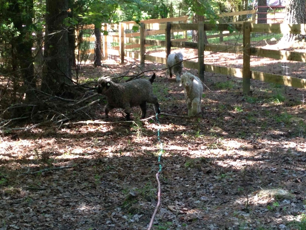 Goats marching copy